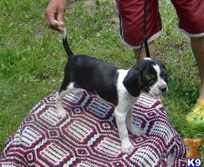 Puppies in OK